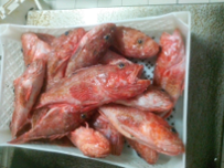 fresh image numnber 1 